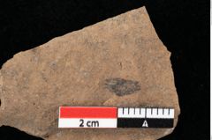 Foto (Detailansicht) von Glyptostrobus europaeus Brongniart (NHMW-GEO-2024-0188-0168)